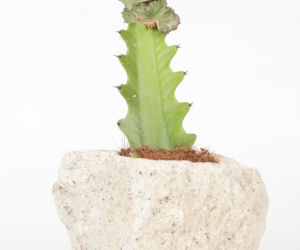Wilczomlecz mleczny 'Cristata'