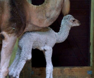 Wielbłądziatko przyszło na świat we wrocławskim zoo
