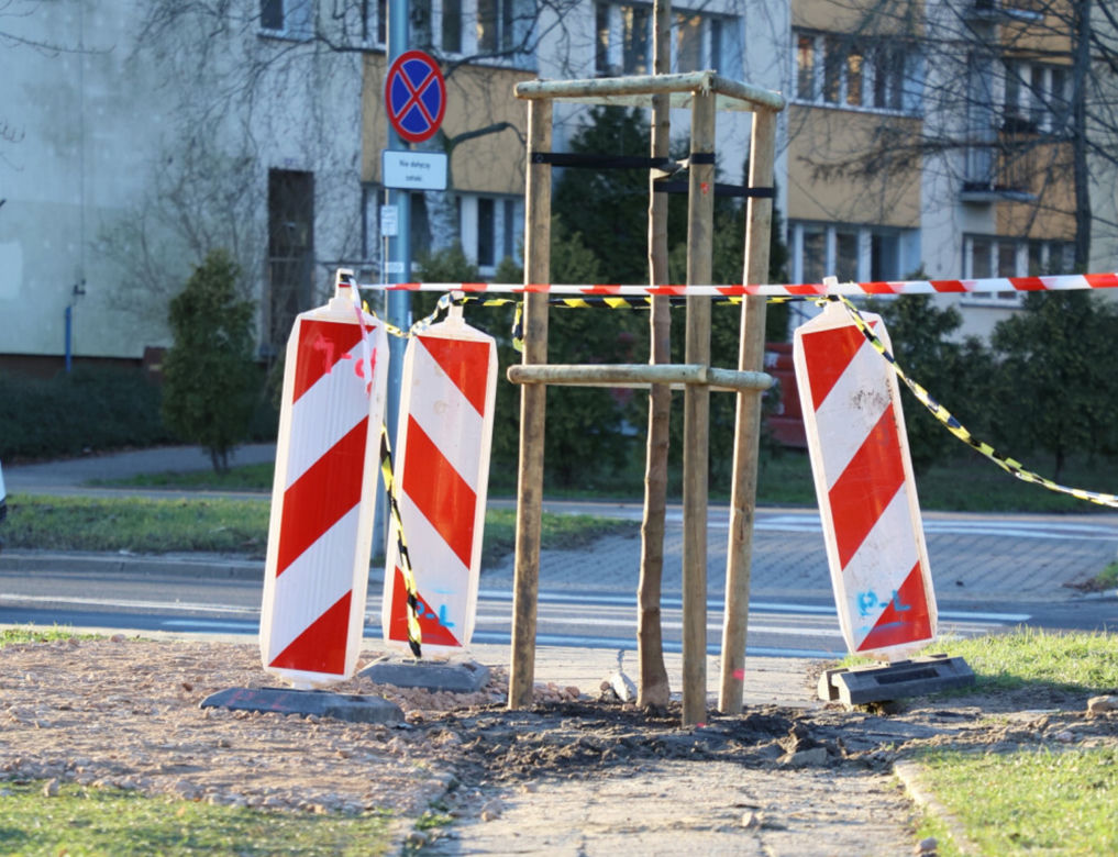 Posadzili drzewo na środku chodnika