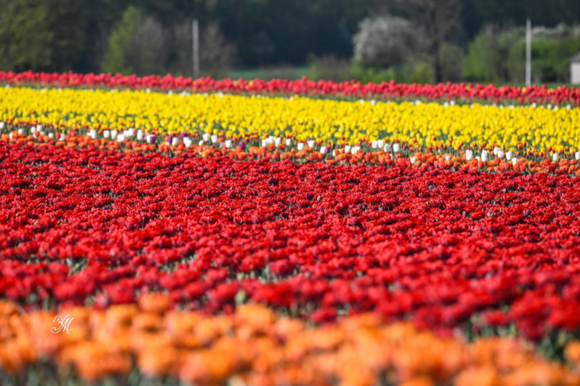 Gospodarstwo Świętokrzyskie tulipany