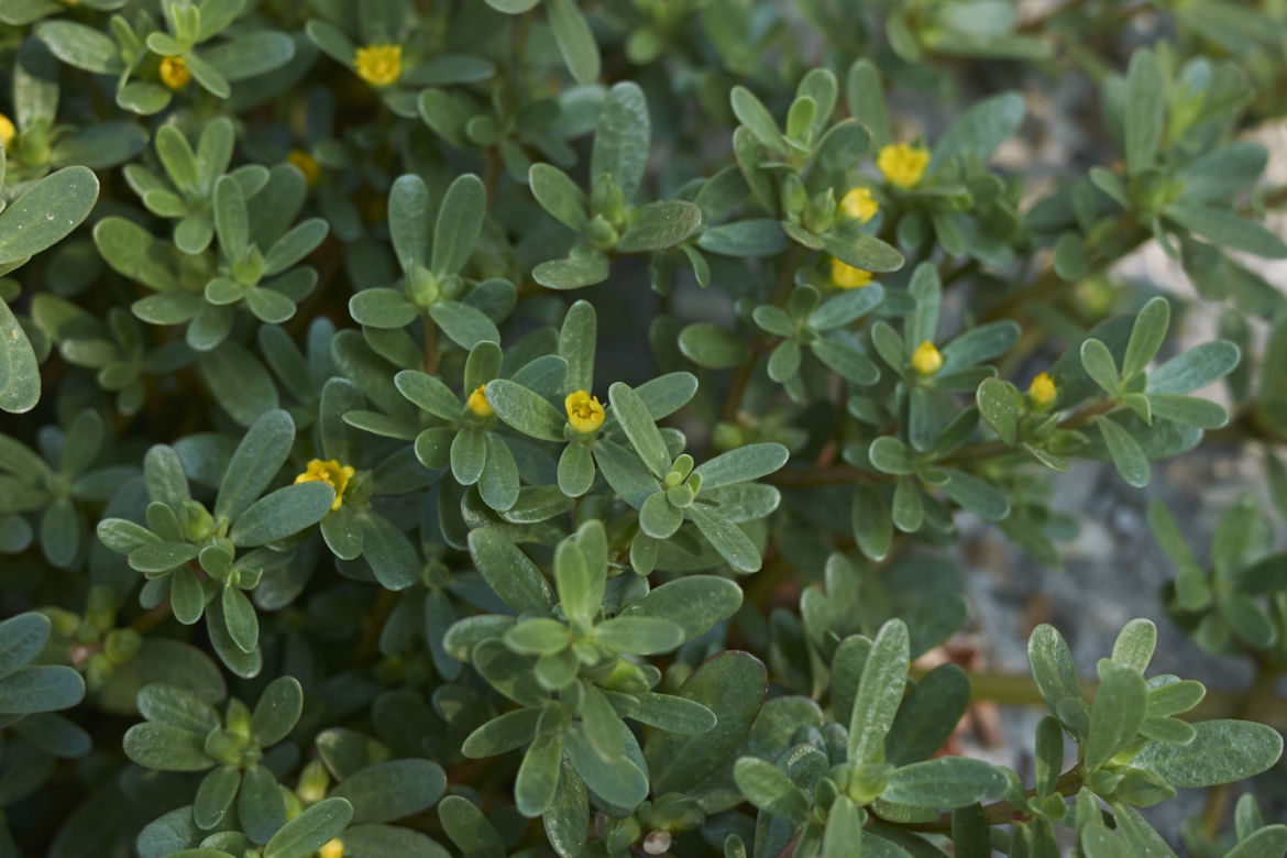 Portulaka pospolita