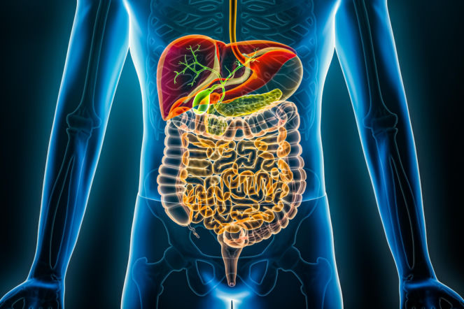 Witamina B1 a rytm pracy jelit. Zaskakujące wyniki międzynarodowego badania