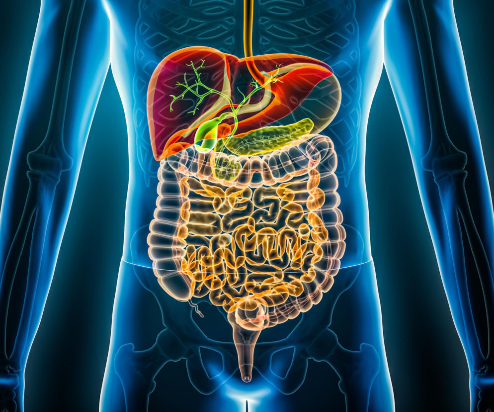 Schemat układu pokarmowego człowieka, uwydatniający wątrobę, żołądek, trzustkę i jelita, przedstawiony w półprzezroczystej sylwetce ludzkiego ciała. Więcej informacji o pracy jelit i genetyce znajdziesz na Poradnik Zdrowie.