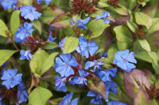 Zawciągowiec zwyczajny - Ceratostigma plumbaginoides, syn. Plumbago larpentae