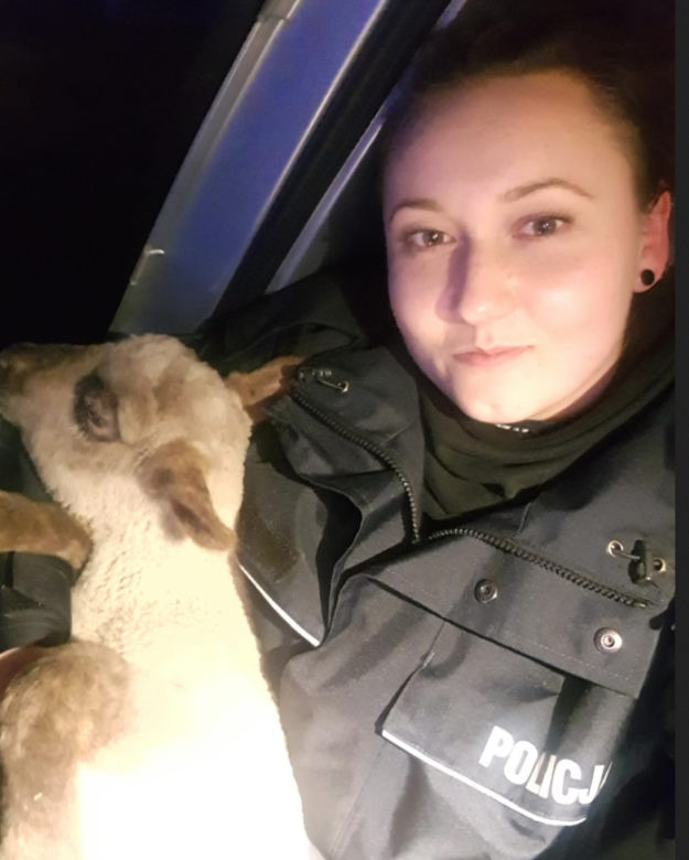 Funkcjonariuszka wzięła owcę na ręce i zabrała ją do samochodu. Zwierze było wyziębione