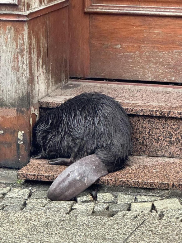 Przestraszone zwierzę wtuliło się w schody przed sklepem