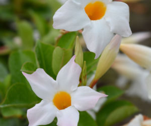 Dipladenia