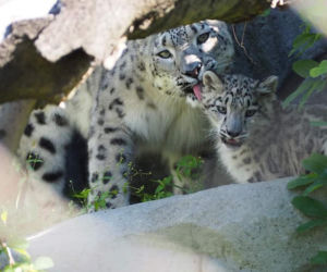 Szok w zoo. Pantera śnieżna padła na COVID. Jak to możliwe?