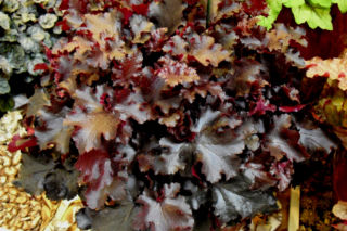Żurawka ‘Black Beauty' = 'Dark Beauty' - Heuchera ‘Black Beauty' = 'Dark Beauty'