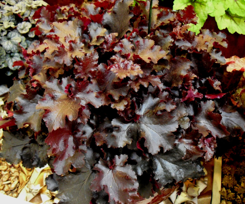 Żurawka ‘Black Beauty'