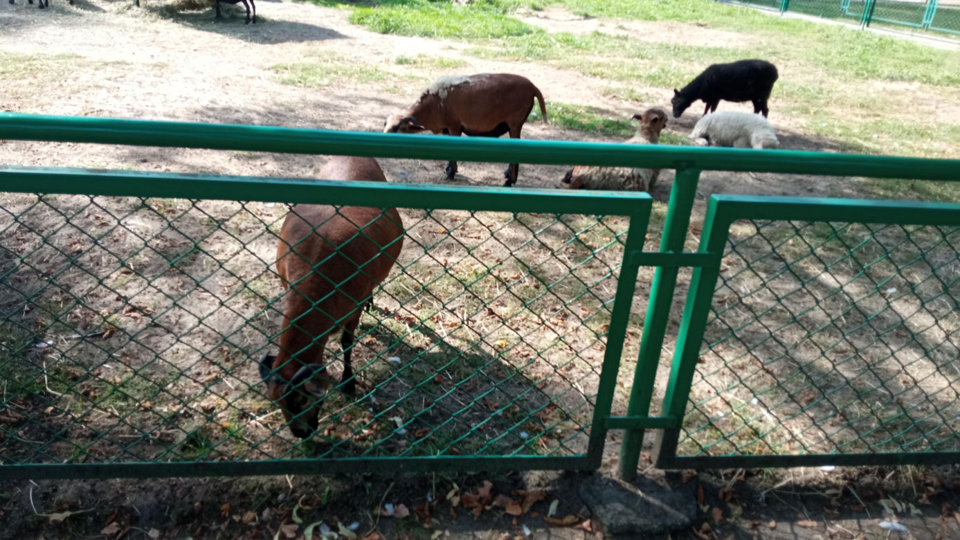 Stare ZOO w Poznaniu. Idealne miejsce na rodzinne spacery w sercu miasta 