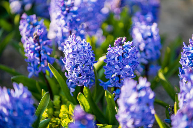 Hiacynty
