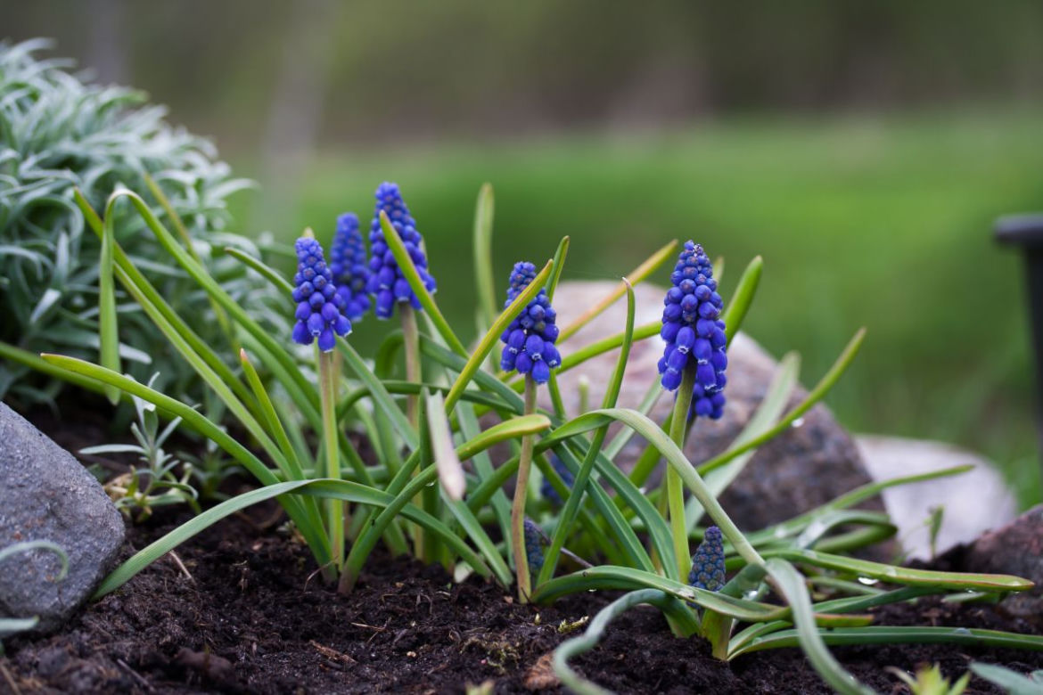 Szafirki na skalniaku