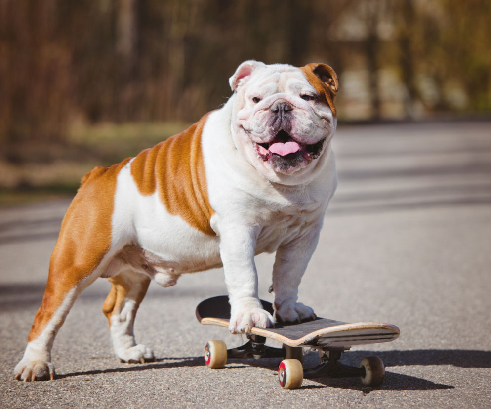 Buldog angielski: wygląd, charakter, budowa, choroby