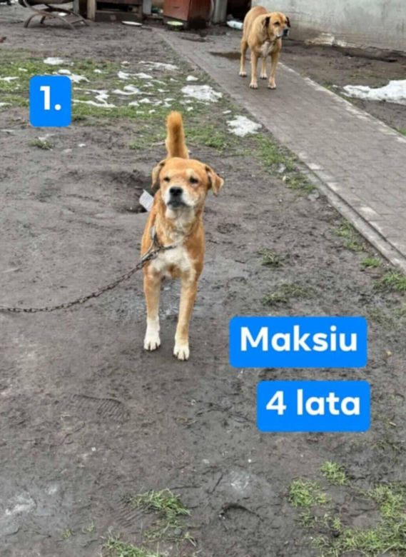 OTOZ Animals poszukuje domów dla psów