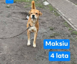 OTOZ Animals poszukuje domów dla psów