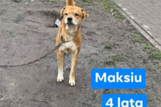 OTOZ Animals poszukuje domów dla psów