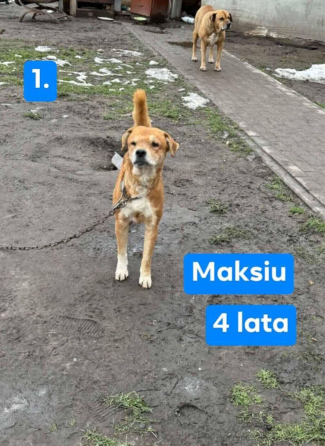 OTOZ Animals poszukuje domów dla psów