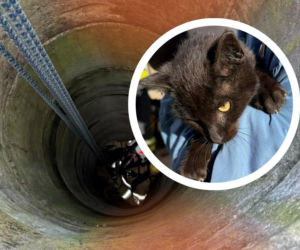 Strażacy uratowali kota, który wpadł do studni