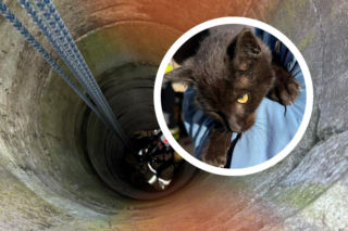 Strażacy uratowali kota, który wpadł do studni