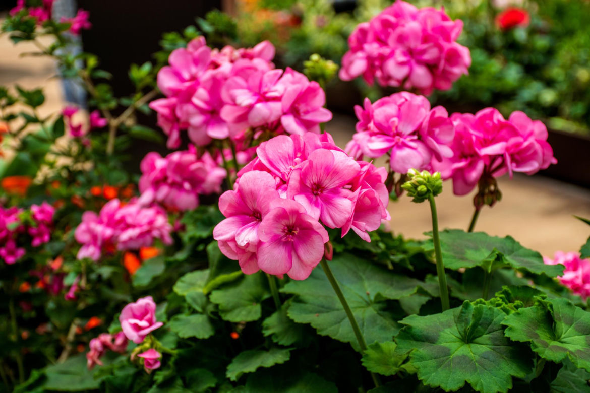 Pelargonia