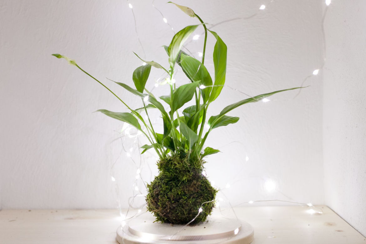 Kokedama