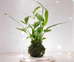 Kokedama