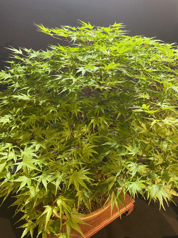 "Potworne Cuda", Światowa Wystawa Orchidei, Bonsai i Sukulentów oraz targi roślin na PGE Narodowym