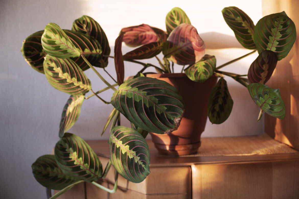 Maranta