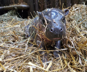 Wyjątkowe narodziny w gdańskim zoo! Na świat przyszła mała hipopotamka karłowata