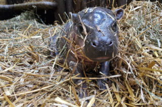 Wyjątkowe narodziny w gdańskim zoo! Na świat przyszła mała hipopotamka karłowata