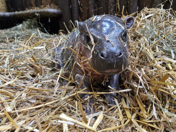 Wyjątkowe narodziny w gdańskim zoo! Na świat przyszła mała hipopotamka karłowata