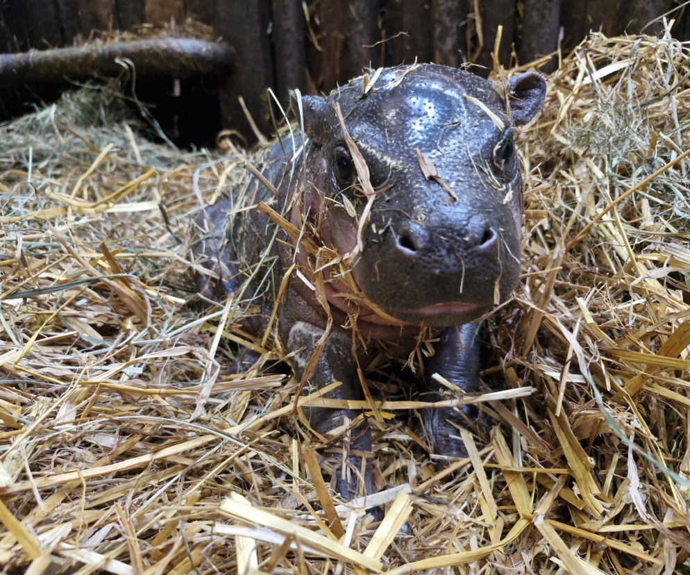 Ogromna radość w gdańskim zoo. Urodziła się samiczka hipopotamka karłowatego