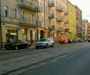 Wycięte drzewa w centrum Szczecina nagle odżyły