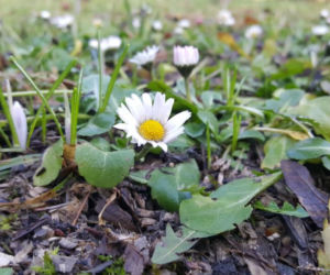 Pogoda oszalała! W Bydgoszczy rosną krokusy i przebiśniegi 