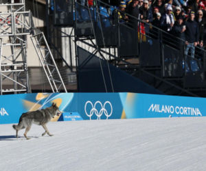 Pies biegł z zawodniczkami na trasie igrzysk