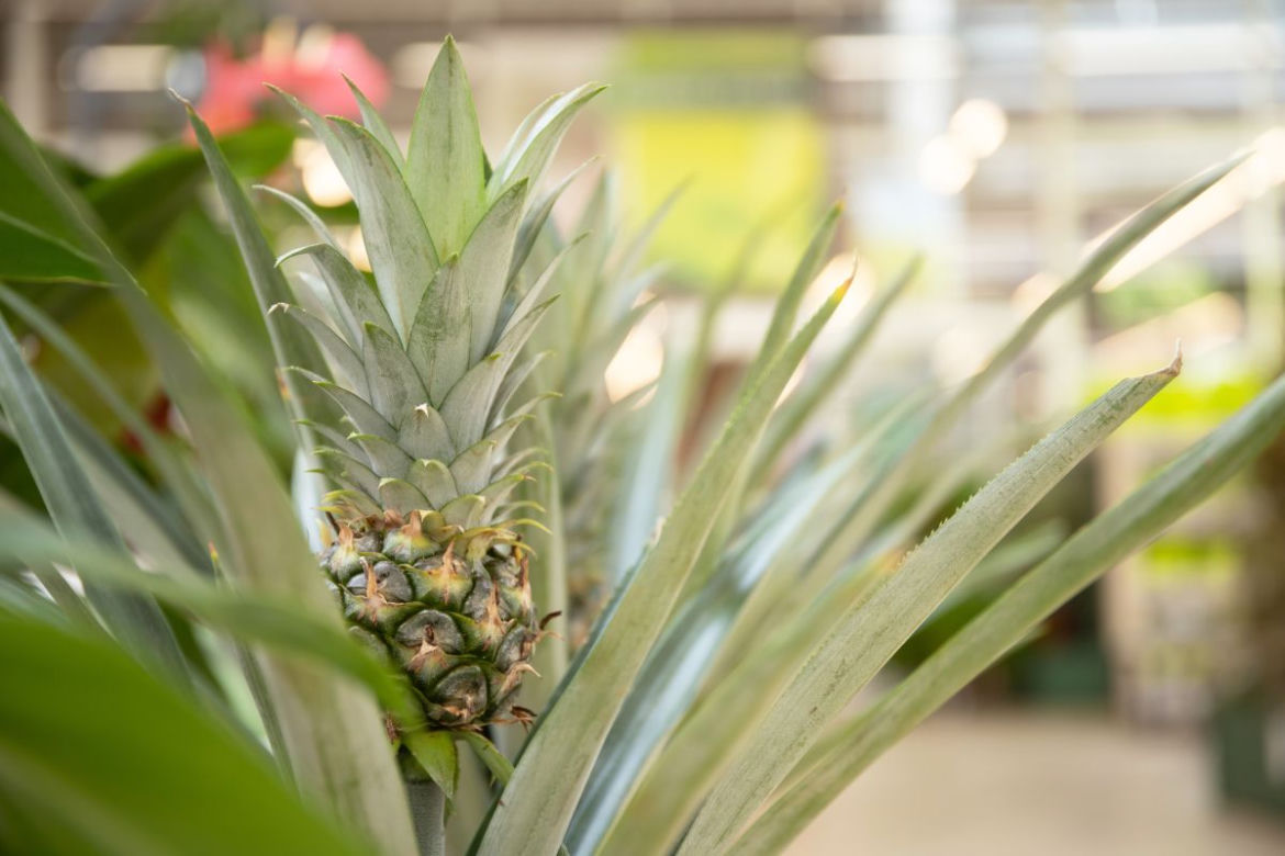 Ananas
