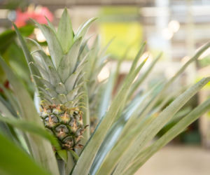 Ananas