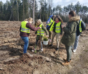 Sadzenie drzew w Podlaskiem. Ponad 50 milionów sadzonek