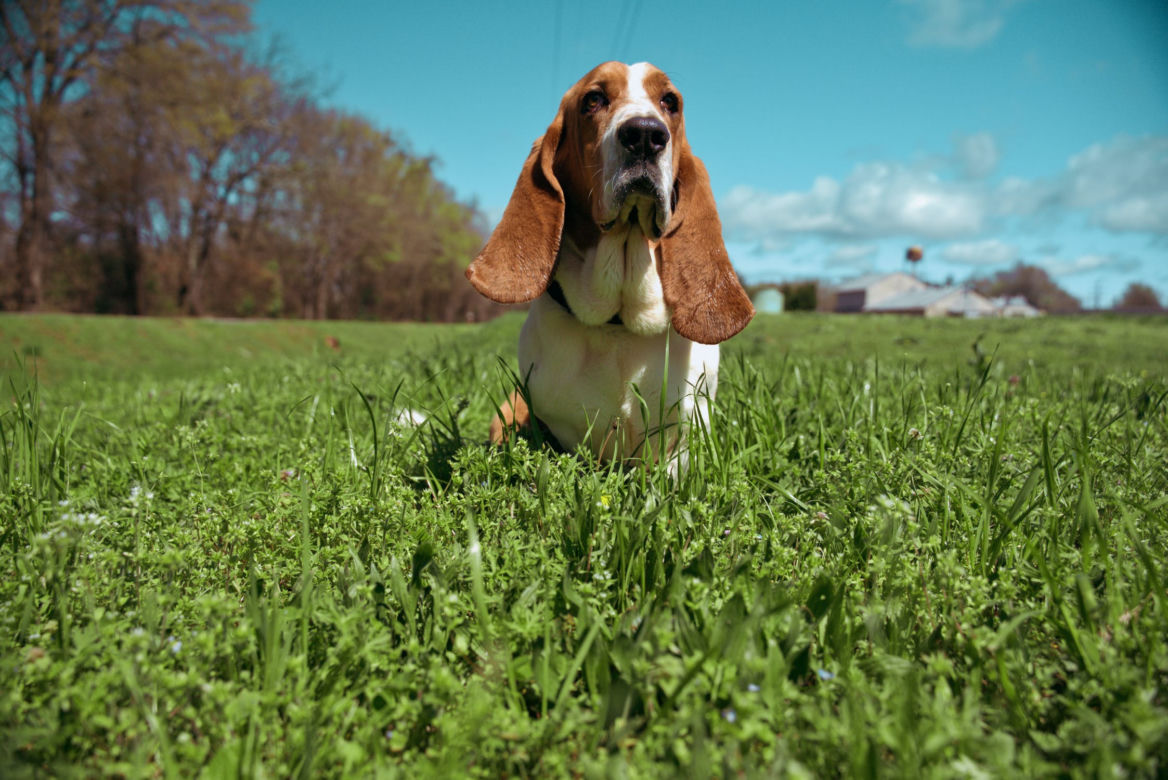 Rasy psów do małych mieszkań: basset