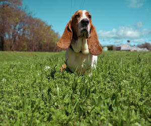 pies do bloku - basset