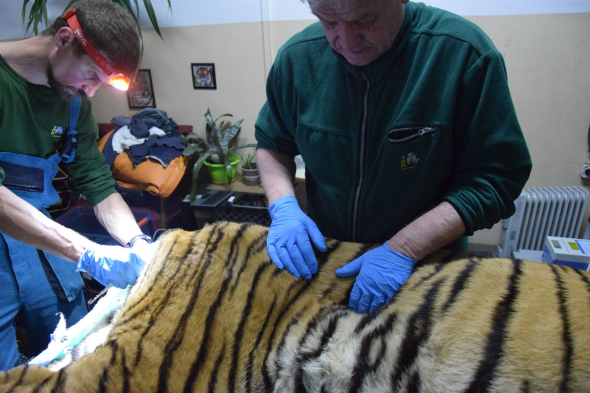 Operowany tygrys w poznańskim ZOO walczy o życie