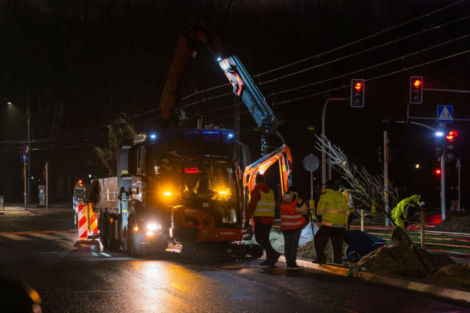 Nowe drzewa na ul. Marszałkowskiej w Warszawie