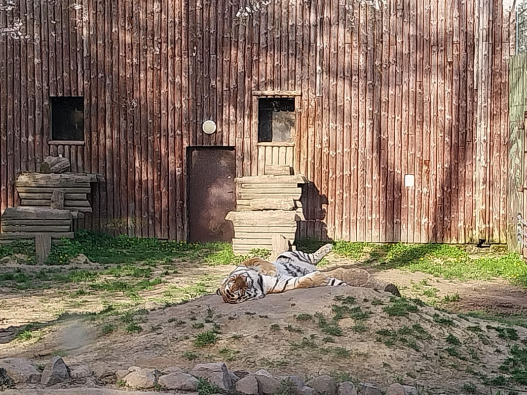 Wiosenny spacer w zamojskim zoo