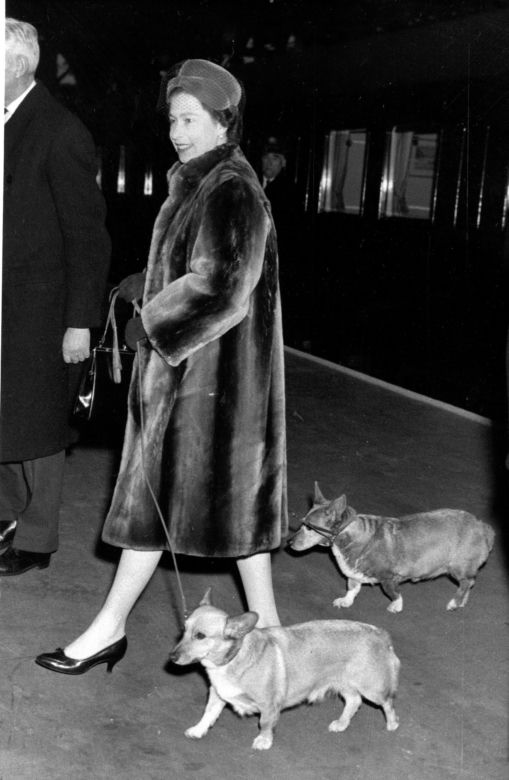 Ukochane corgi królowej były przy niej do końca. "Czuwały przy łożu śmierci"