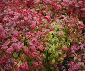 Nandina domowa