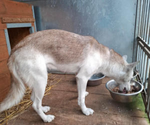 Piorun porzucony na drodze w Wigilię. Ta historia łamie serca