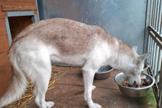 Piorun porzucony na drodze w Wigilię. Ta historia łamie serca