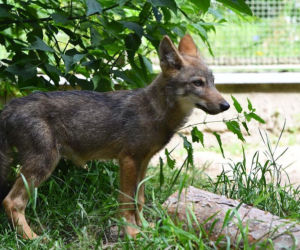 W Myślęcinku zamieszkała mała wilczyca