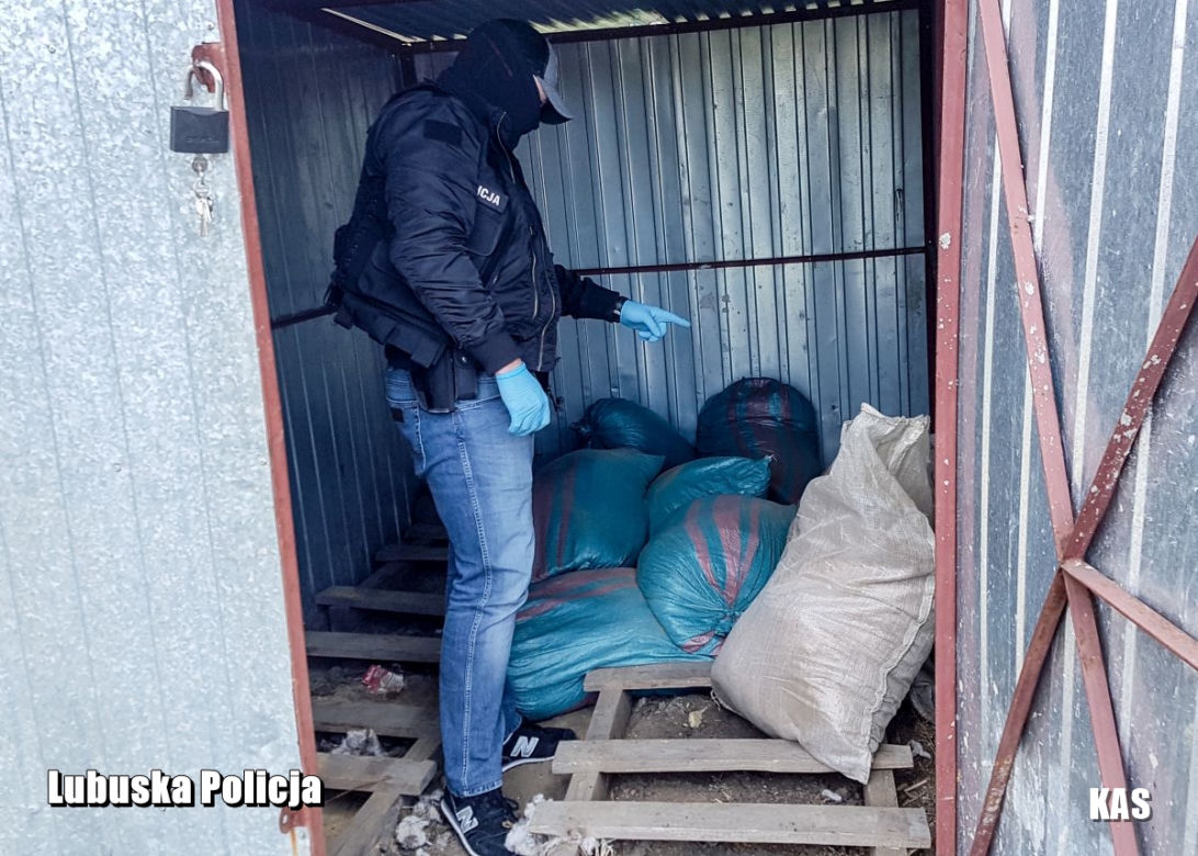 Ponad tona nielegalnego tytoniu pod Zieloną Górą! Trzy osoby zatrzymane